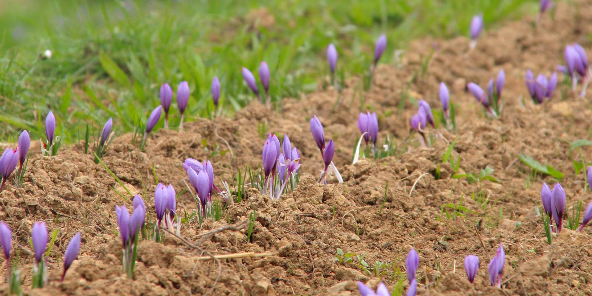 Fleurs de crocus à safran poussant en rangs dans un champ, avec un producteur travaillant en arrière-plan à Roquevaire