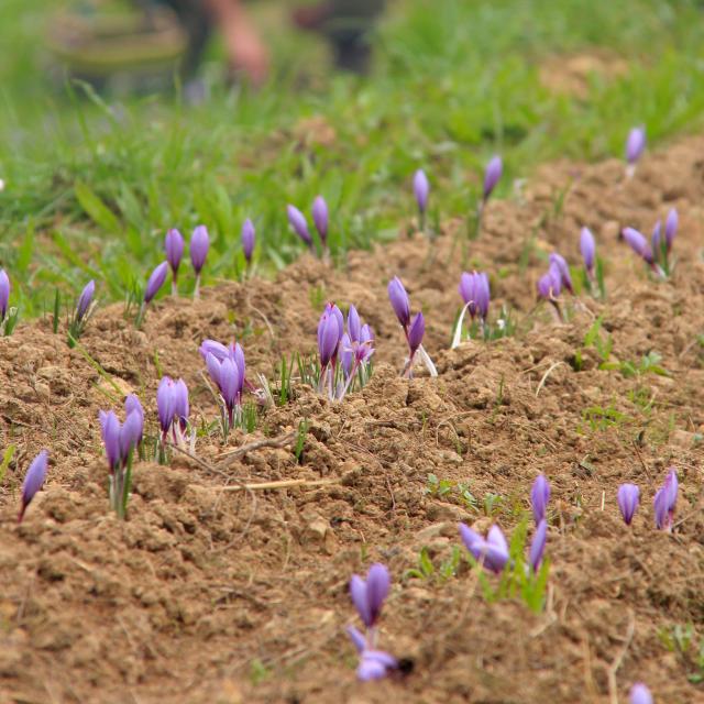 Fleurs de crocus à safran poussant en rangs dans un champ, avec un producteur travaillant en arrière-plan à Roquevaire
