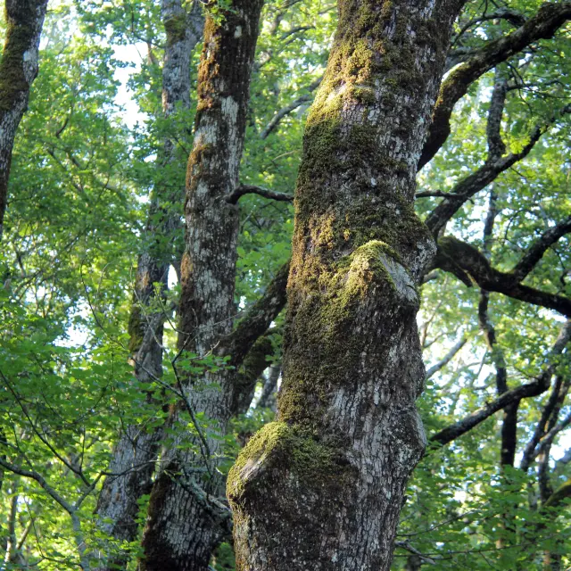 Troncs de chênes recouverts de mousse dans la forêt dense et verdoyante de la Sainte-Baume.