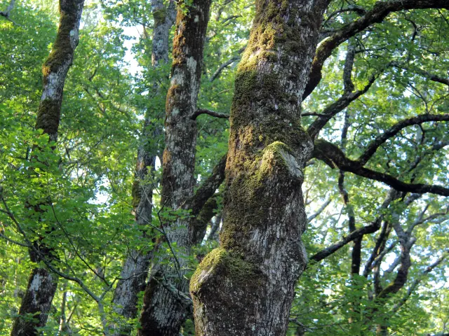 Troncs de chênes recouverts de mousse dans la forêt dense et verdoyante de la Sainte-Baume.