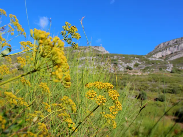 Fleurs sauvages jaunes du massif de l’Étoile avec collines naturelles en arrière-plan.