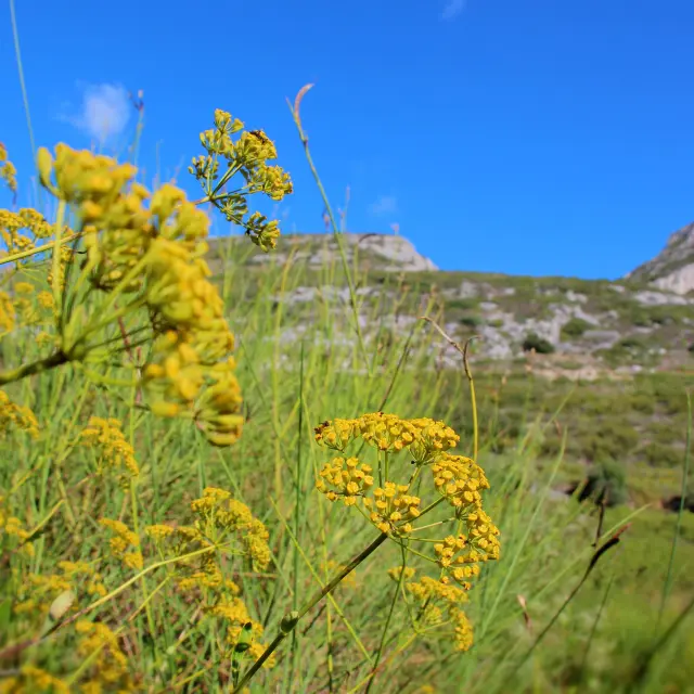 Fleurs sauvages jaunes du massif de l’Étoile avec collines naturelles en arrière-plan.