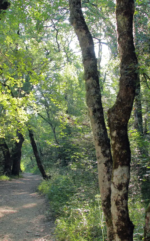 Sentier de promenade en forêt à la source de Nayes bordé de grands arbres, avec lumière naturelle filtrant à travers le feuillage.