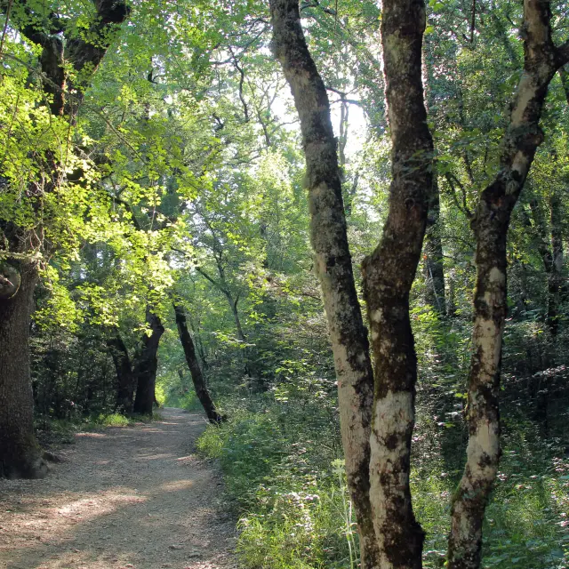 Sentier de promenade en forêt à la source de Nayes bordé de grands arbres, avec lumière naturelle filtrant à travers le feuillage.
