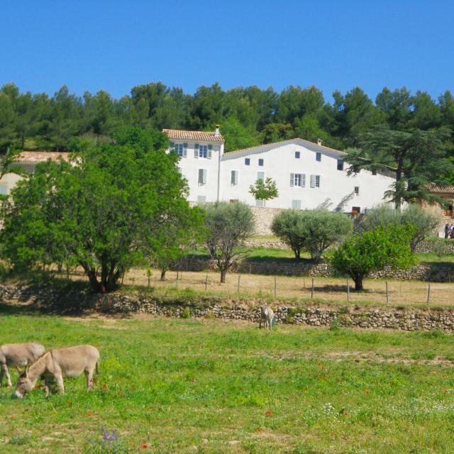 Ânes dans le pré de la Font de Mai