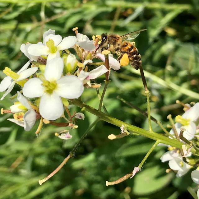 Abeille en train de butiner une fleur blanche dans un environnement naturel verdoyant au domaine de la Font de Mai à Aubagne