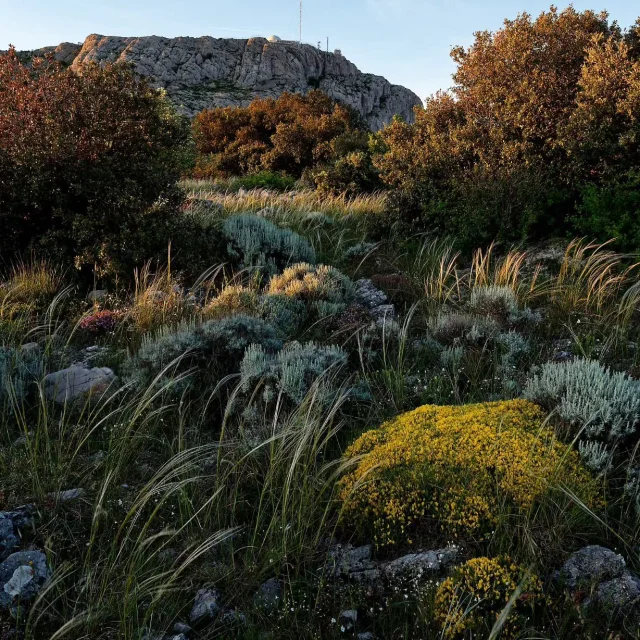 Instagram #saintebaume