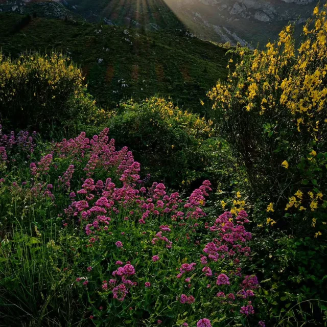 Instagram #saintebaume