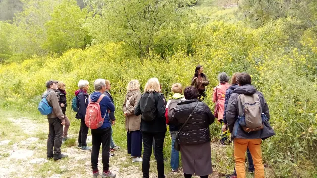 Balade Plantes Sauvages