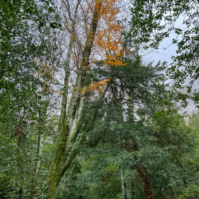 Forêt de la sainte baume